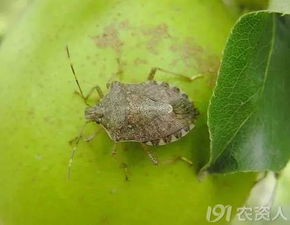 农药推荐， 环保又有效