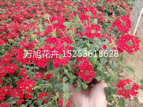 我是鲜花批发，如何高效批发优质鲜花