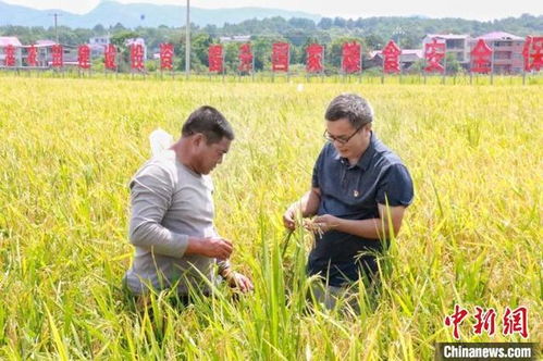 党参机械种植：真的嫩节省3万亩人工吗？