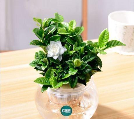 水培扦插，耐心等待生根