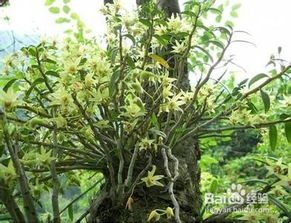 澳洲石斛高效养殖全攻略：品种解析及养护技巧