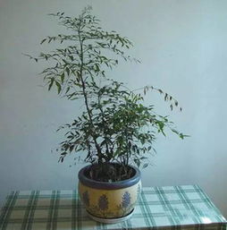 如何高效养护吊竹梅，让叶子更鲜艳夺目？