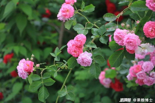 品种和特性，各有千秋