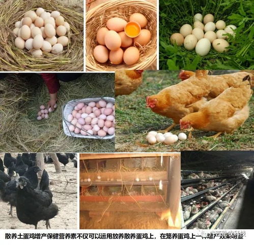 磷水平影响蛋鸡健康与蛋品品质