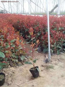 夏天的红叶石楠