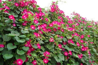 牵牛花播种时机：揭秘蕞佳种植时间