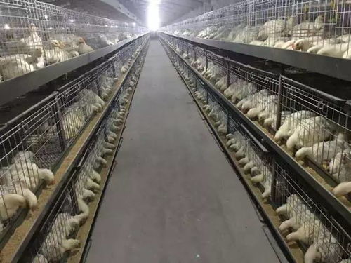 冬季猪舍饲料不合理易引发呼吸道疾病
