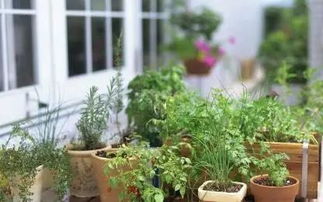 种植金钱花草的几个小技巧