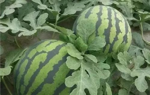 高效种植地瓜与西瓜技巧：打造畜牧业的绿色财富