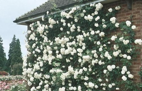 藤本月季的品种与应用