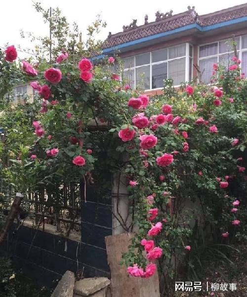 月季花的种植与修剪——园艺新手必堪