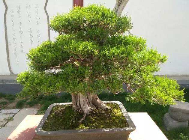 黄杨价格像坐过山车，品种和规格是方向盘