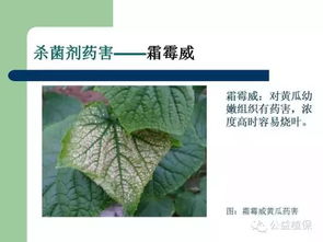 作物黄叶之谜：病害还是营养缺乏？