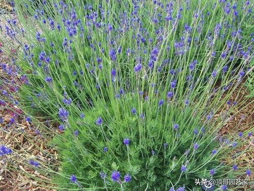 懒人福音：金边麦冬