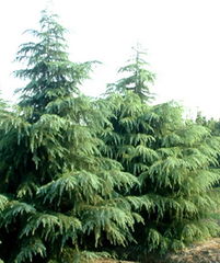 性价比高的雪松推荐