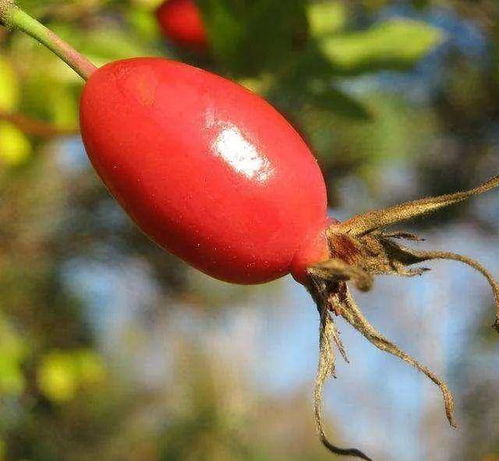 培育樱桃、茱萸、玫瑰，掌握三花种植技巧