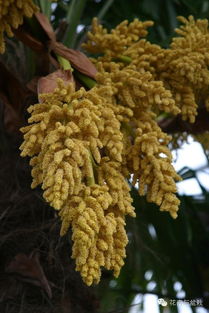 棕榈种子的真实面目