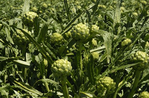 种植甜菊，成本如何计算？