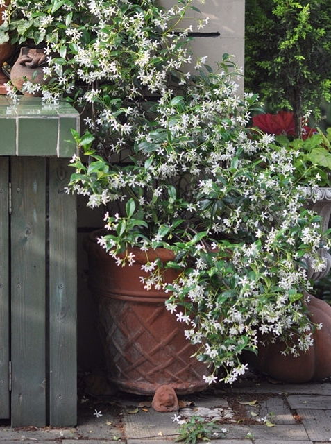 哪些耐寒植物养护成本较高？