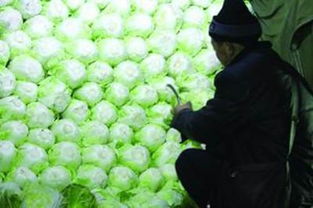 如何高效储存荸荠？花卉保鲜秘籍大公开！