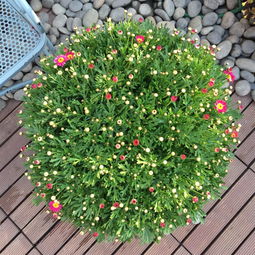 喷雪花与矾根的完美搭配