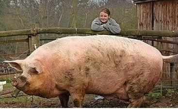 养猪人好奇：猪为何不患脂肪肝、糖尿病