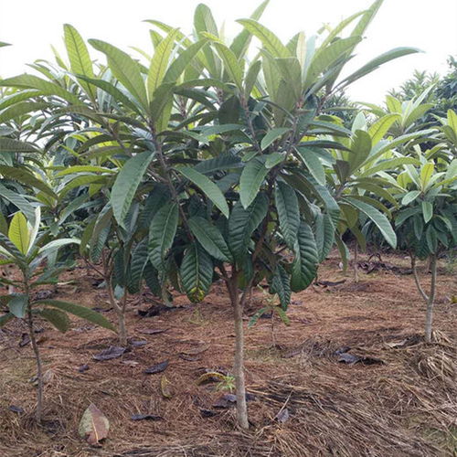 枇杷树苗的浇水小窍门