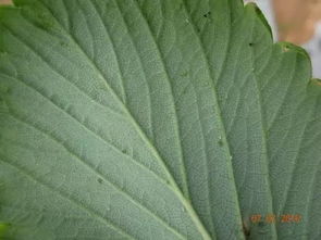 10甲维吡虫啉防治蚜虫效果怎么样？