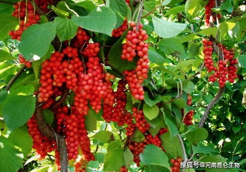 五味子喜温润，人工栽植广