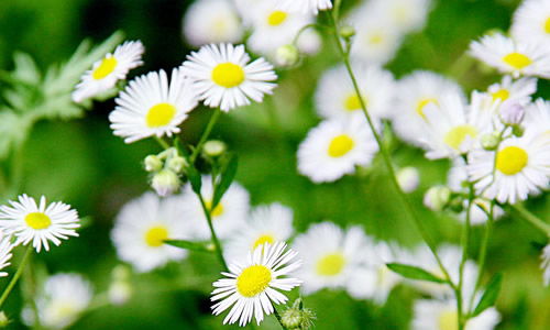 掐尖要狠心， 小野菊才嫩长得好