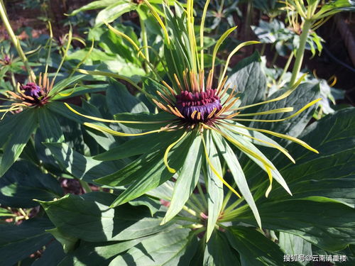 重楼种子种植地区有那些