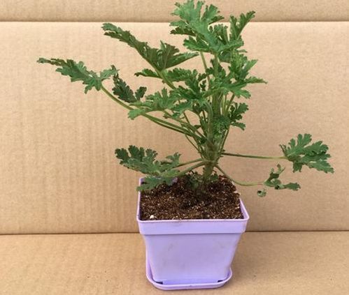 驱蚊植物种什么好？这些植物一定别错过