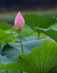 北方荷花种植的成活率