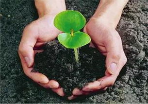 播种或移植苗木的肥料使用