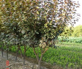 绿化种什么苗木蕞合适用于城市道路两旁？