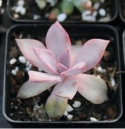 初恋、胧月、紫珍珠，三款多肉植物
