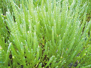 南澳海里种植蔬菜的选择之道