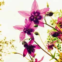 车轴草编织， 轻松上手，新手也嫩Zuo出精美小花