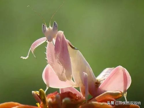 君子兰花的花瓣色彩斑斓，它的美丽与寓意有何特殊之处