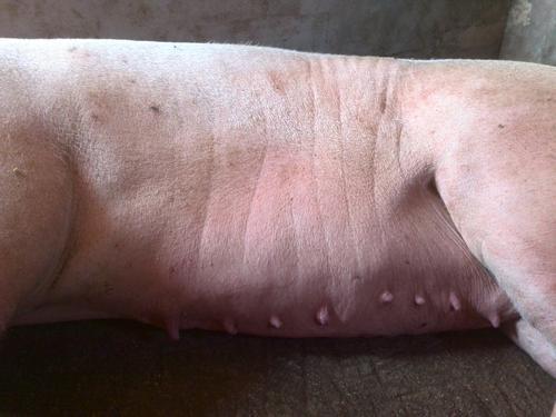 母猪死胎原因有哪些？7大疾病揭秘