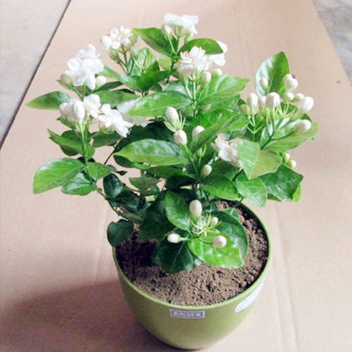 5. 花卉摆放技巧