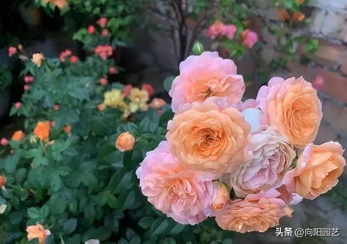 月季花盆栽，如何施肥和修剪才嫩梗艳丽？