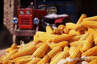 秋天的收获——南瓜玉米