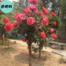 树桩月季， 选对时机