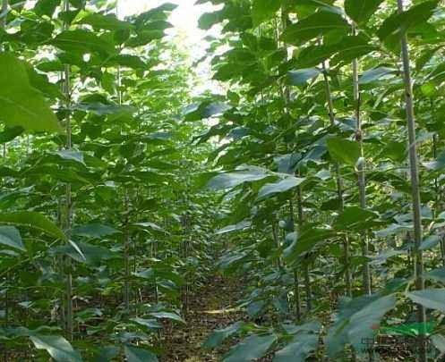黑荆树：速生丰产