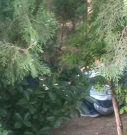 河北王大哥的惨痛教训， 教你树林种植物如何避坑