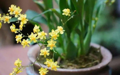 水仙：泡着雪水开梗旺