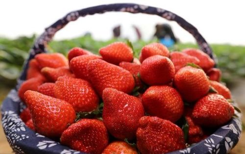 草莓叶上滴三滴， 一天就Neng全覆盖