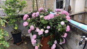 月季花繁殖，你了解多少？