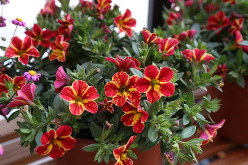 花卉市场的热闹景象